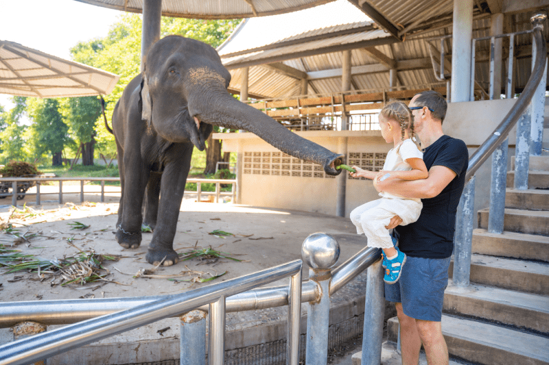 Phuket: Elephant Sanctuary Tour – Feed & Walk with Elephants