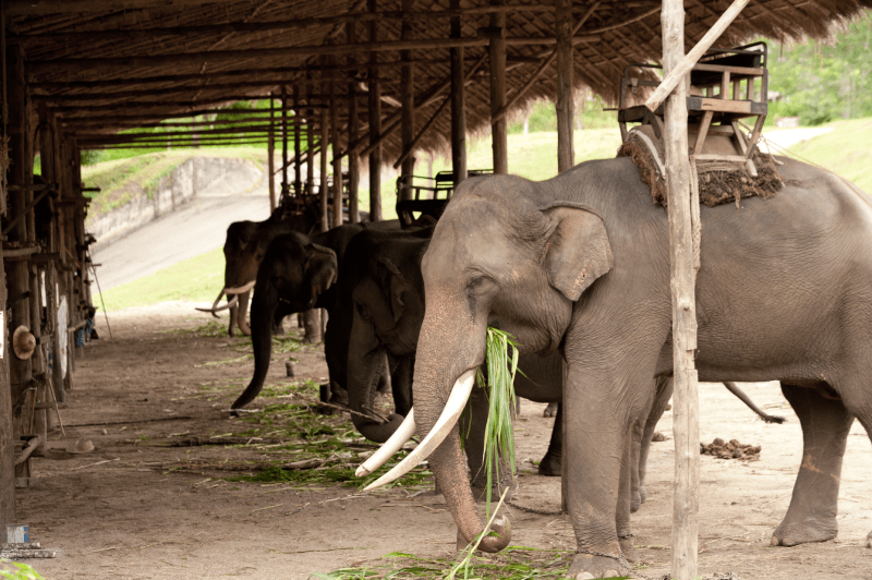 Phuket: Half-Day Elephant Explorer at Phuket Elephant Care
