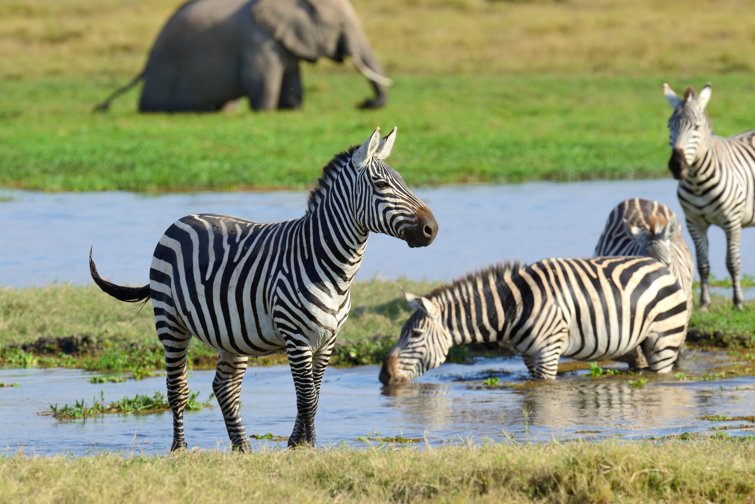 Chitwan: Full-Day Safari Canoeing and Jungle Walk and Jeep