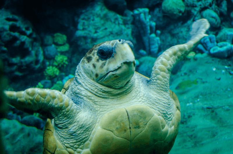 Khao Lak: Rafting, Elephant Bathing & Sea Turtle Center Tour