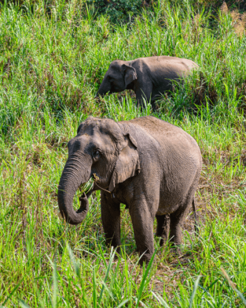 Koh Samui: Elephant Jungle Sanctuary Half-Day Tour