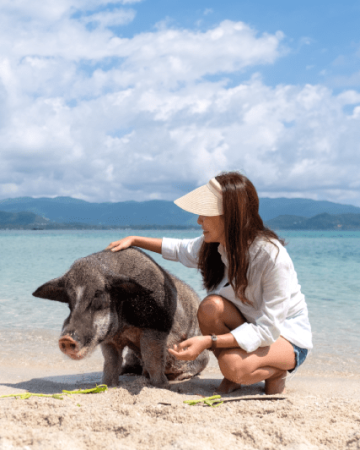 Koh Samui: Pig Island & Koh Tan Snorkeling by Speed boat