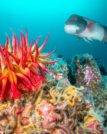 Similan Islands Early-Bird Tour From Phuket and Khao Lak!