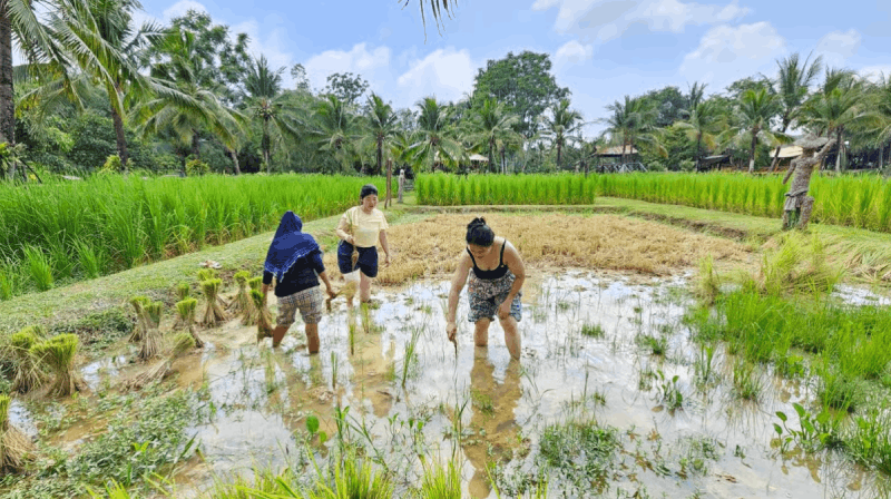 Old Phuket Farm Ticket – Countryside Local Life Culture