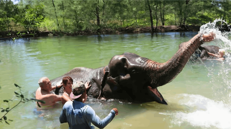 From Bangkok: Living Green Elephant Sanctuary Day Trip