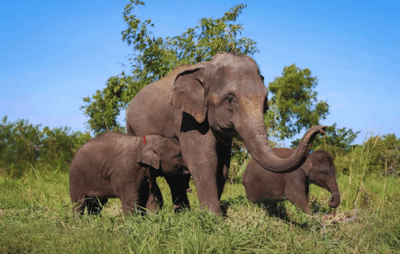 Bangkok: Elephant Care Experience at Bangkok Elephant Park